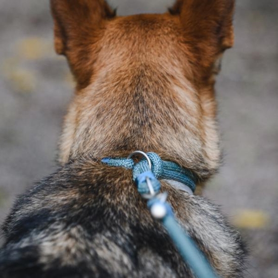Picture of Freedog Craft Teal Collar – Stylish & Comfortable